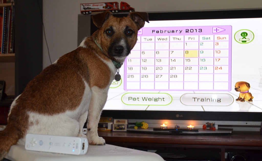 Sooty is keeping his weight in check by tracking his exercise. Sooty is keeping his weight in check by tracking his exercise.